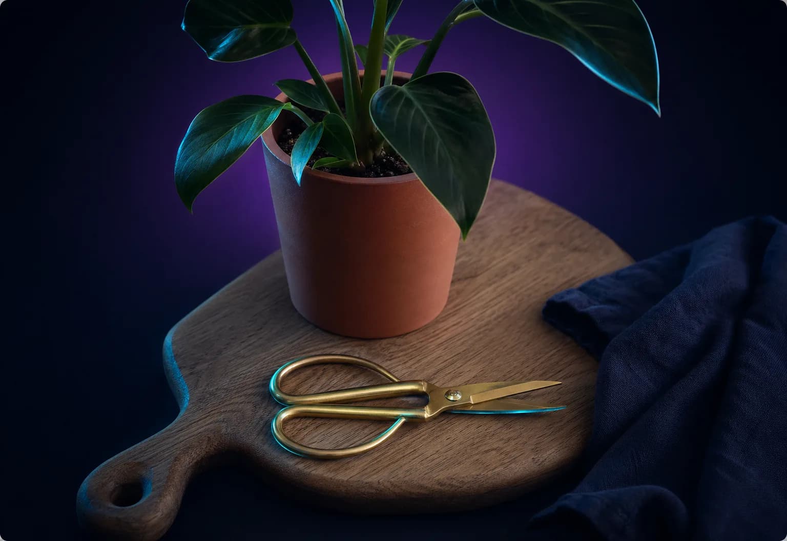 UK home and garden DTC brand — server-side tracking and blended ROAS rebuild